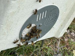 essaim-abeilles-naturapi-libourne