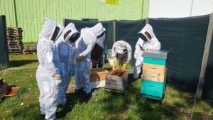 formation-apiculture-naturapi-libourne-33500